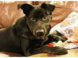 Adopt Rollo a German Shepherd Dog Labrador Retriever