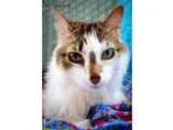 Adopt Dasher a Tabby - Brown