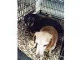 Adopt Archie a Tricolor (TanBrown and Black and White) Jack Russ