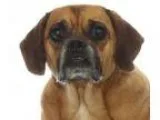 Adopt The Puggles a Pug Beagle