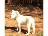 Adopt Red a American Pit Bull Terrier  Mixed dog in Oklahoma Cit