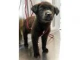 Adopt Jerry a Labrador Retriever German Shepherd Dog