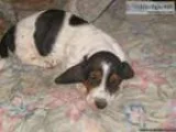 Basset Hound boy