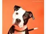 Adopt Elsa a American Staffordshire Terrier Pit Bull Terrier