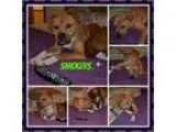 Adopt Snickers a Pit Bull Terrier Boxer