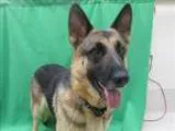 Adopt Yoko a German Shepherd Dog