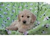 Boy I Adorable F1b Goldendoodle Puppy