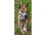 Adopt 60339 Tigger a Brindle American Pit Bull Terrier  Mixed do