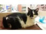 Adopt Zora a Domestic Short Hair-black and white