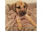 Adopt Rey a TanYellowFawn - with Black Shepherd (Unknown Type)  