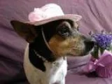Adopt Merriwether a White - with Black Rat Terrier  Mixed dog in