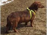 Adopt Snickers adoption pendinng a Dachshund
