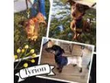 Adopt Tyrion a Doberman Pinscher Basset Hound