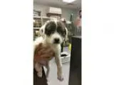 Adopt Jerry a Wirehaired Fox Terrier  Mixed dog in norridge IL (