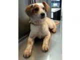 Adopt Juliet a Cattle Dog