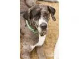 Adopt Pearl a Black Great Dane  Mixed dog in Memphis TN (1438693