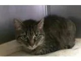 Adopt April a Domestic Shorthair  Mixed (short coat) cat in Nort