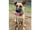 Adopt ROSIE a German Shepherd Dog