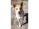 Adopt Olivia a Border Collie Cattle Dog