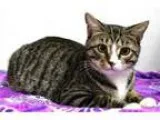 Adopt Luke a Tiger Striped Domestic Shorthair (short coat) cat i