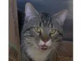 Adopt Sol a Brown Tabby Domestic Shorthair  Mixed (short coat) c