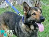 Adopt Cooper a BrownChocolate - with Tan German Shepherd Dog  Mi