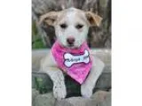 Adopt Star Wars Litter Females a TanYellowFawn - with White Sibe