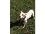Adopt Lady a Cattle Dog Hound