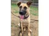 Adopt ROSIE a German Shepherd Dog  Mixed dog in Mt. Airy MD (152