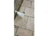Minature Jack Russell female needs good home