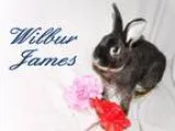 Adopt Wilbur James a Black OtherUnknown  Mixed (medium coat) rab