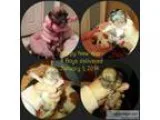 Merle Doxie Chi mix puppies.
