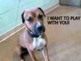Adopt ROWDY a Boxer  Mixed dog in Tulsa OK (15150564)