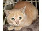 Adopt Scared kitten 3-5-16 a Orange or Red (Mostly) Domestic Sho