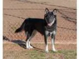 Adopt Stitch a Rat Terrier Australian Cattle Dog (Blue Heeler)
