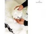 Teacup Male Chihuahua Goody