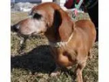 Adopt HOOVER a RedGoldenOrangeCh estnut Dachshund  Mixed dog in 