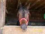 Learn Your Horse and Ride Horseshoeing also