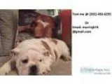 Awesome english bulldog puppies ready