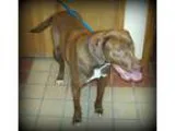 Adopt Roxie a BrownChocolate - with White Labrador Retriever  Be