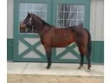 Chick Quarter Horse For Sale