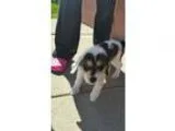 Adopt George a Wirehaired Fox Terrier  Mixed dog in norridge IL 
