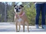 Adopt Chloe a Pug Beagle