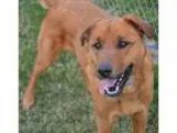 Adopt BELLA a Australian Cattle Dog  American Staffordshire Terr