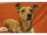 Adopt Sage a Catahoula Leopard Dog Rhodesian Ridgeback