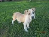 Adopt A367223 Pal a TanYellowFawn - with White American Pit Bull