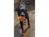 i am looking for a free puppy that is a t cup (does not grow) - 