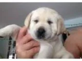 Excellent labrador retriever puppies for