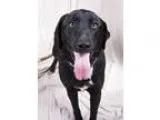Adopt Thelma Shepherd Anatolian Mix a Black - with White German 