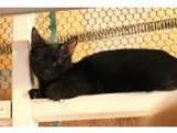 Adopt Lexus a All Black Domestic Shorthair (short coat) cat in C